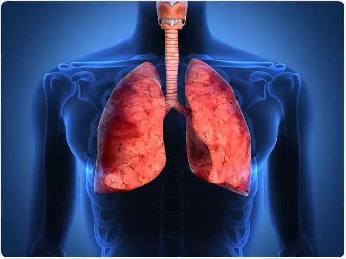 lungs-1